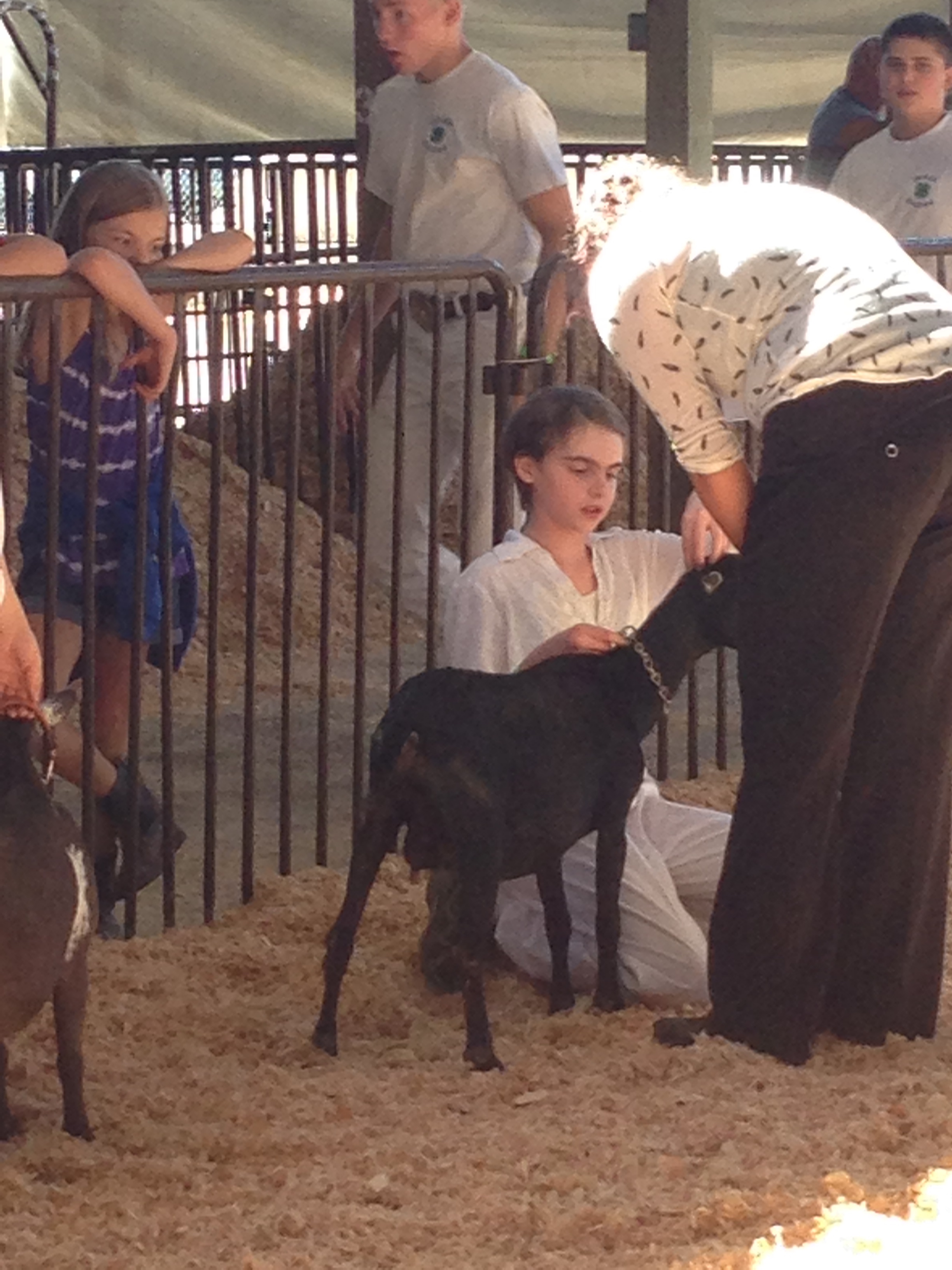 Olga answers the judges questions during the 4-H Junior Showmanship class at the 2015 Benton County Fair.