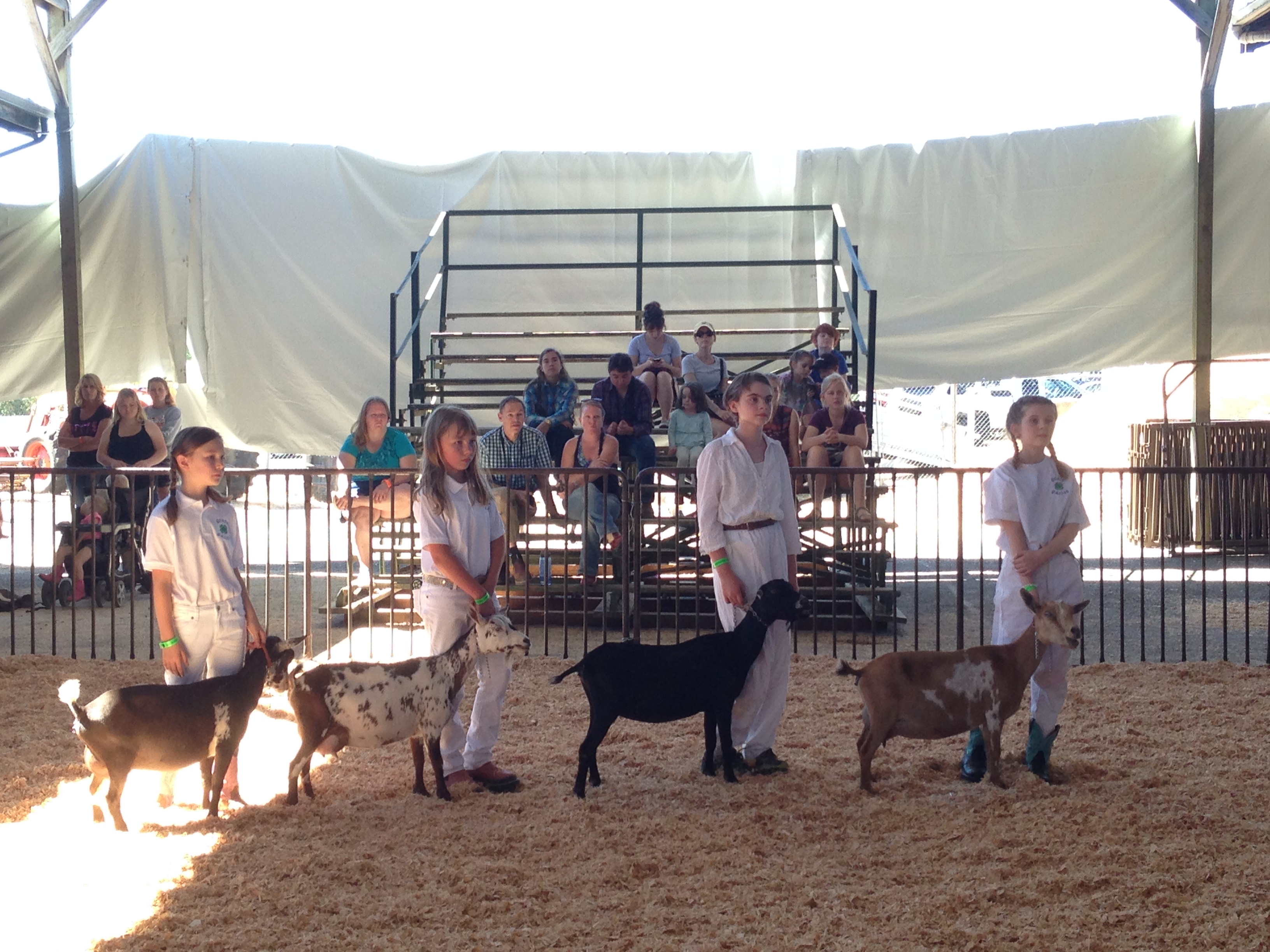 4-H Junior Showmanship Class