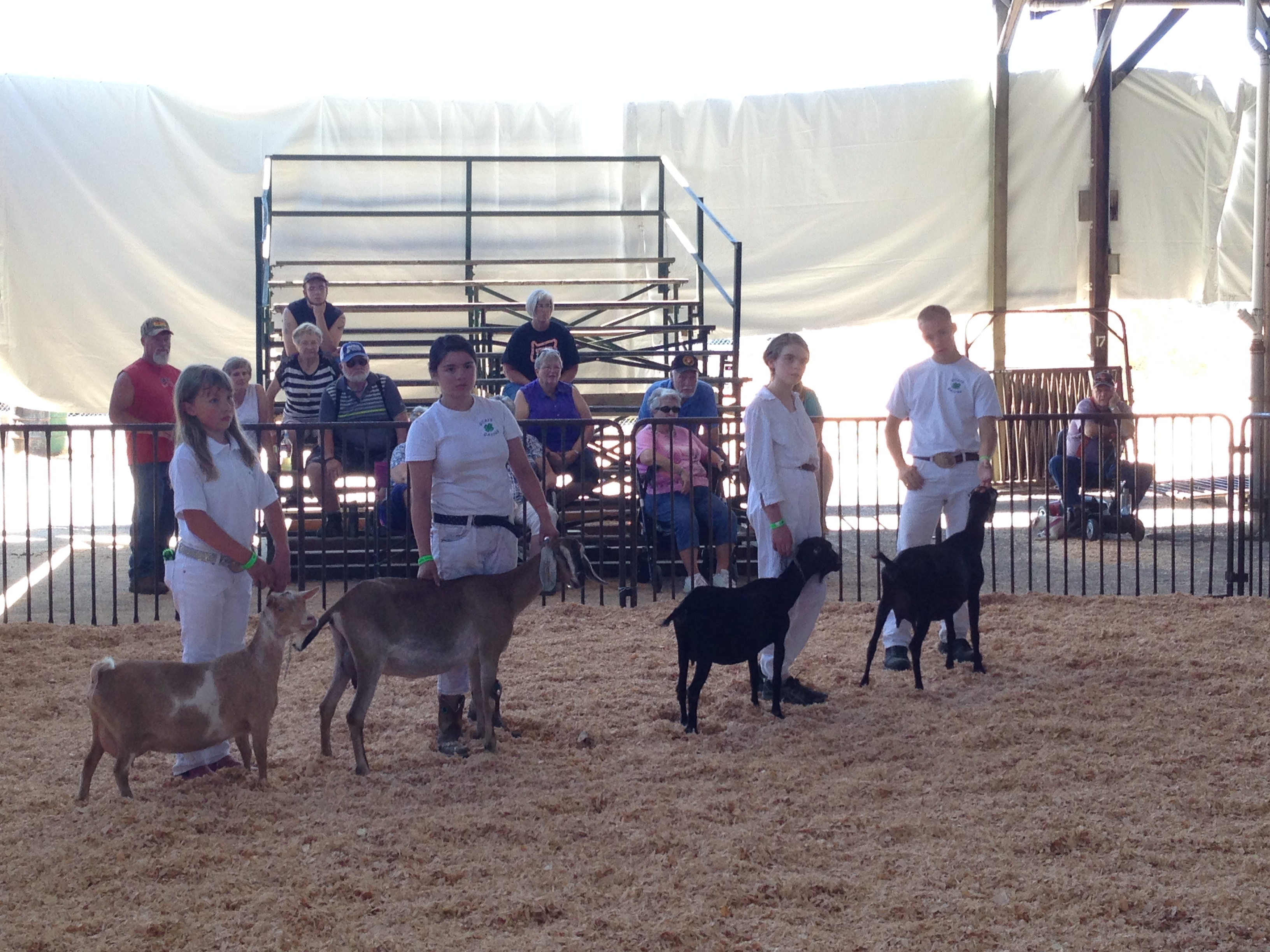 Olga and Dulcie compete in the Mature Doe class.