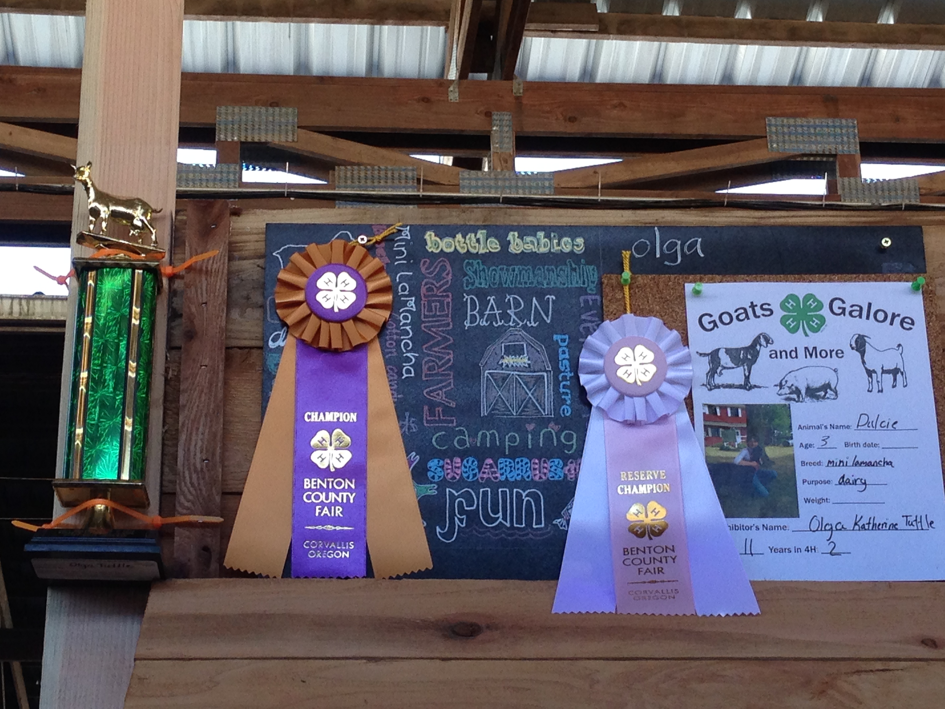 Olga and Dulcie's ribbons and Reserve Champion Showman trophy.